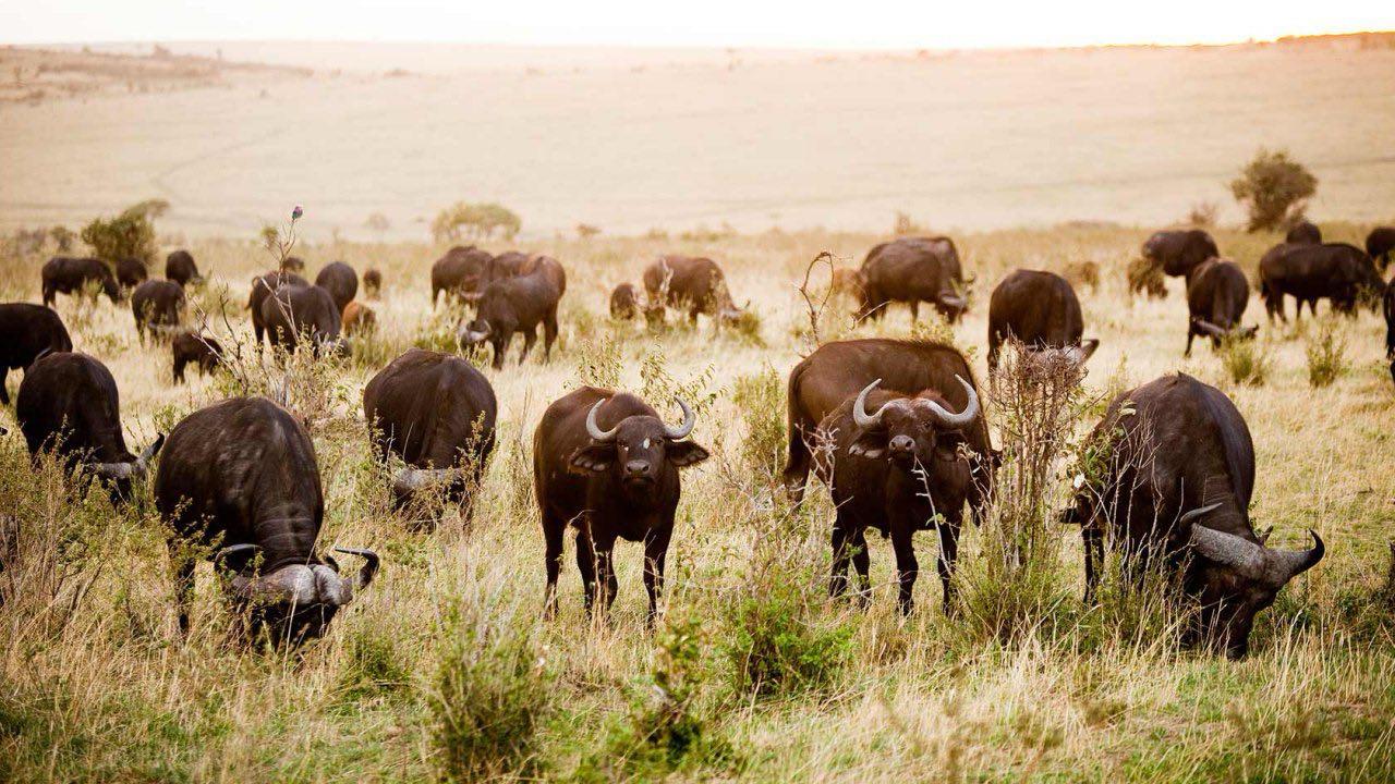 Great Migration safari tour