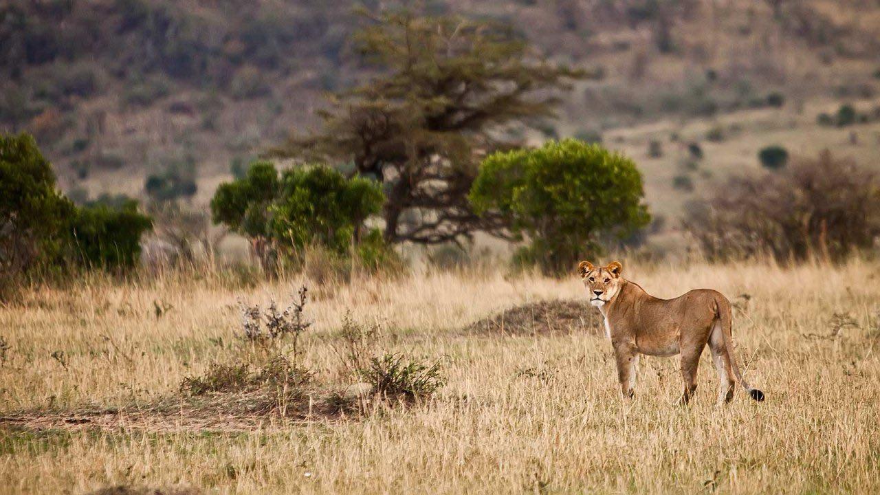 Kenyan cultural experience